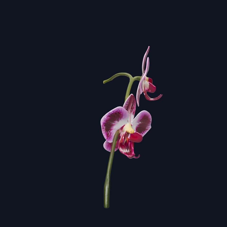 Orchid Flower Model Pack with PBR Textures